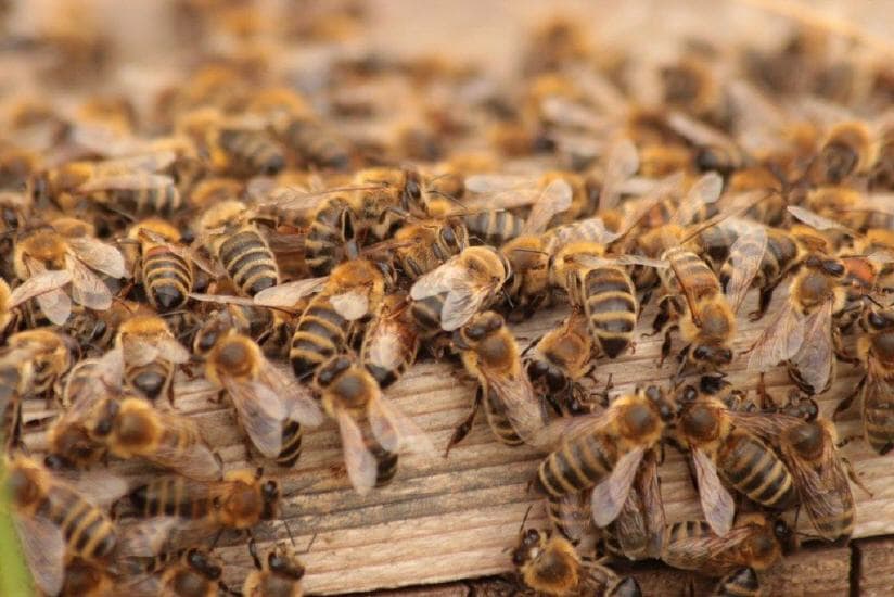Honigbienen-Volk im Detail
