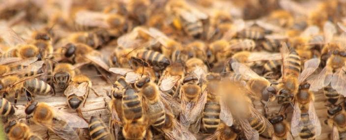 Honigbienen am Bienenstand