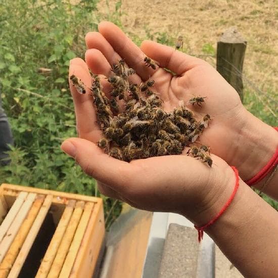 Gesundheits-Monitoring — Bienen werden gezählt