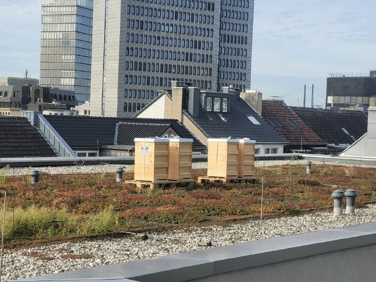 me&all Stadtmitte Bienenstand 2