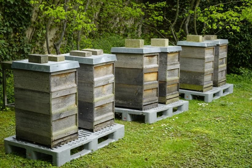 NRW.BANK Bienenstand 2