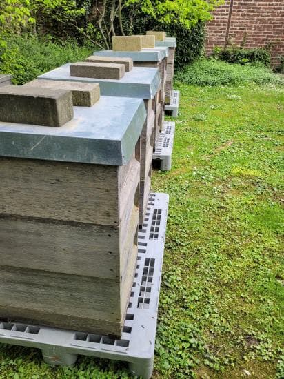 NRW.BANK Bienenstand 3