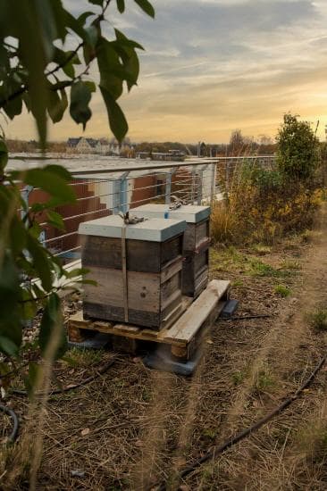 Ranger Bienenstand 1