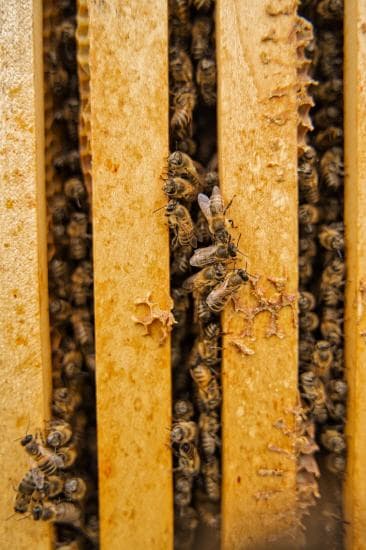 Ranger Bienenstand 2