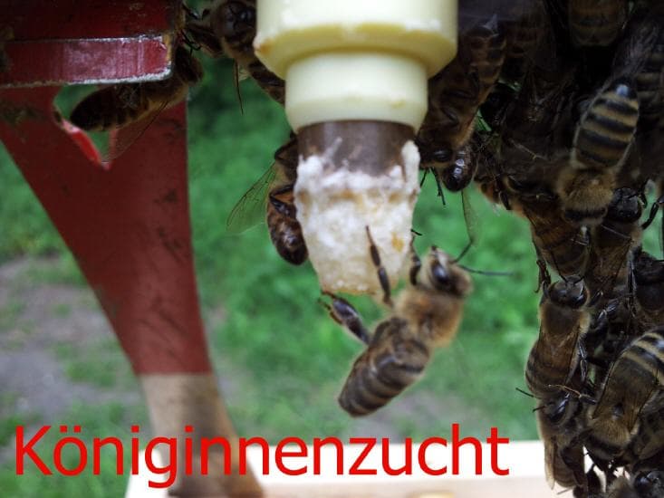 Königinnenzucht — junge Königinnen-Larven