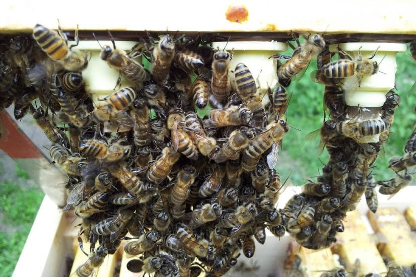 Königinnenzucht — Zellen kurz vor dem Schlüpfen
