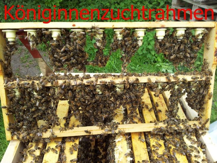 Zucht-Rahmen mit Königinnen-Zellen