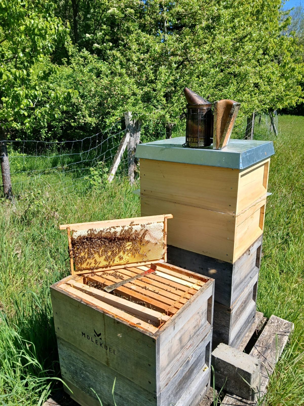Düsseldorfer Bienenstand auf einem Dach in der Stadt