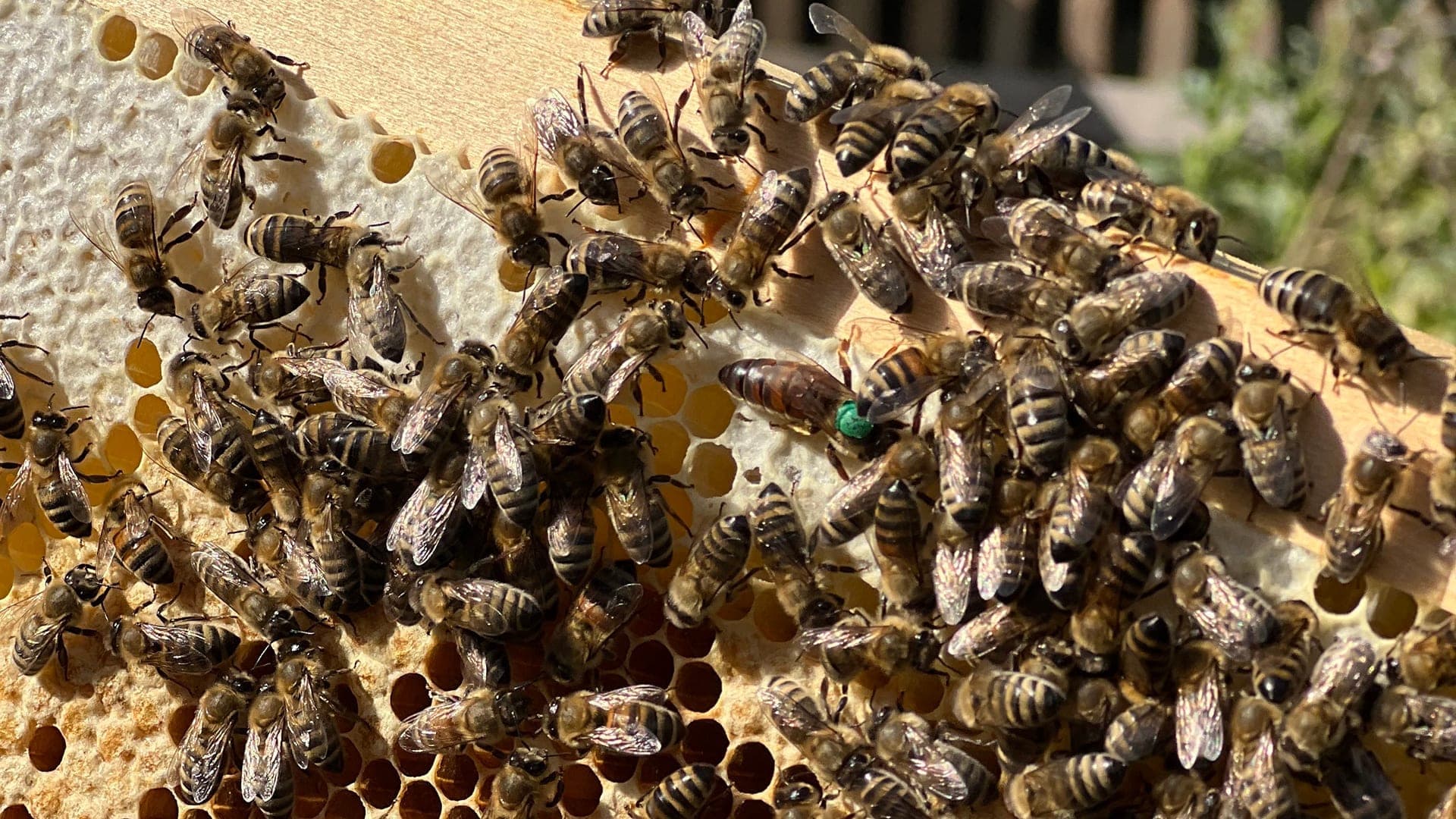 Stadtimkerei Düsseldorf — Bienenstand mit Imker