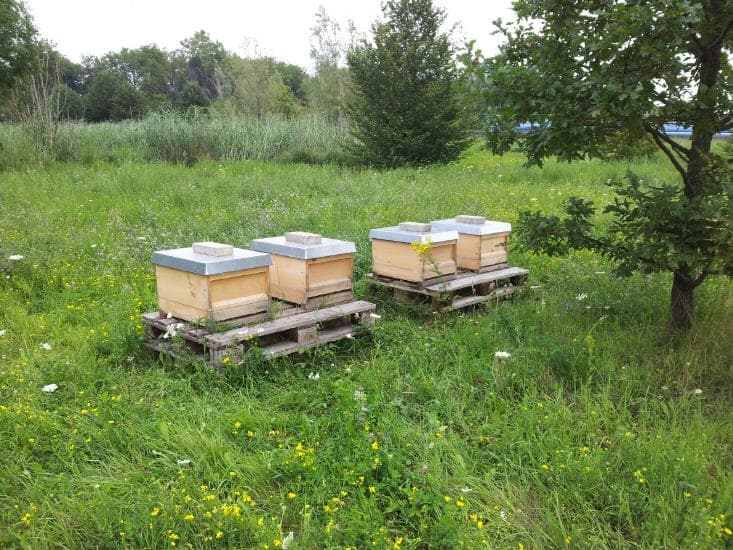 Bienen-Ableger am Standort Düsseldorf-Hamm